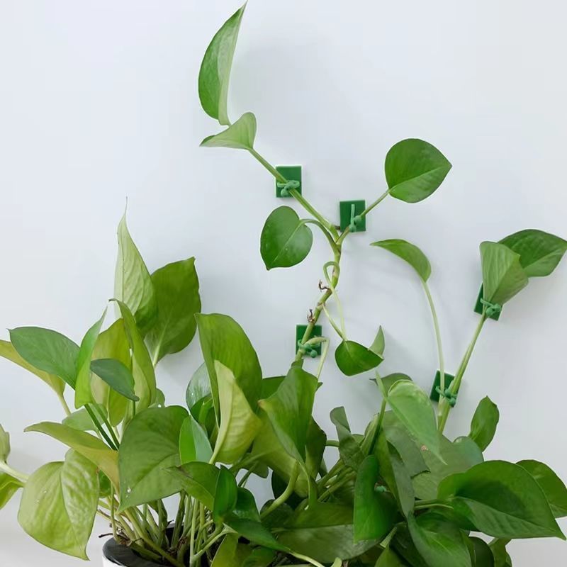 Self‑Adhesive Plant Climbing W - Vine Climbing Plastic ulasan dan harga