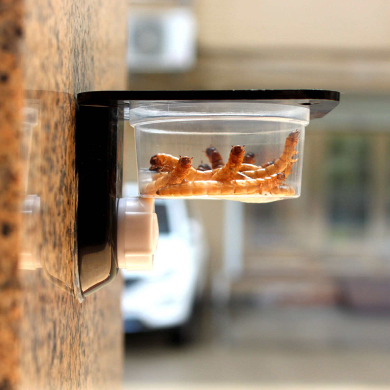 Crested Gecko Feeding Ledge Re - Water Dish Reptile ulasan dan harga